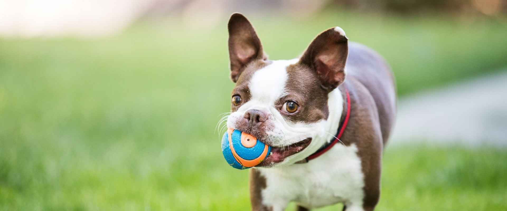 Does Your Pet Need More Mental Stimulation or Enrichment Activities?
