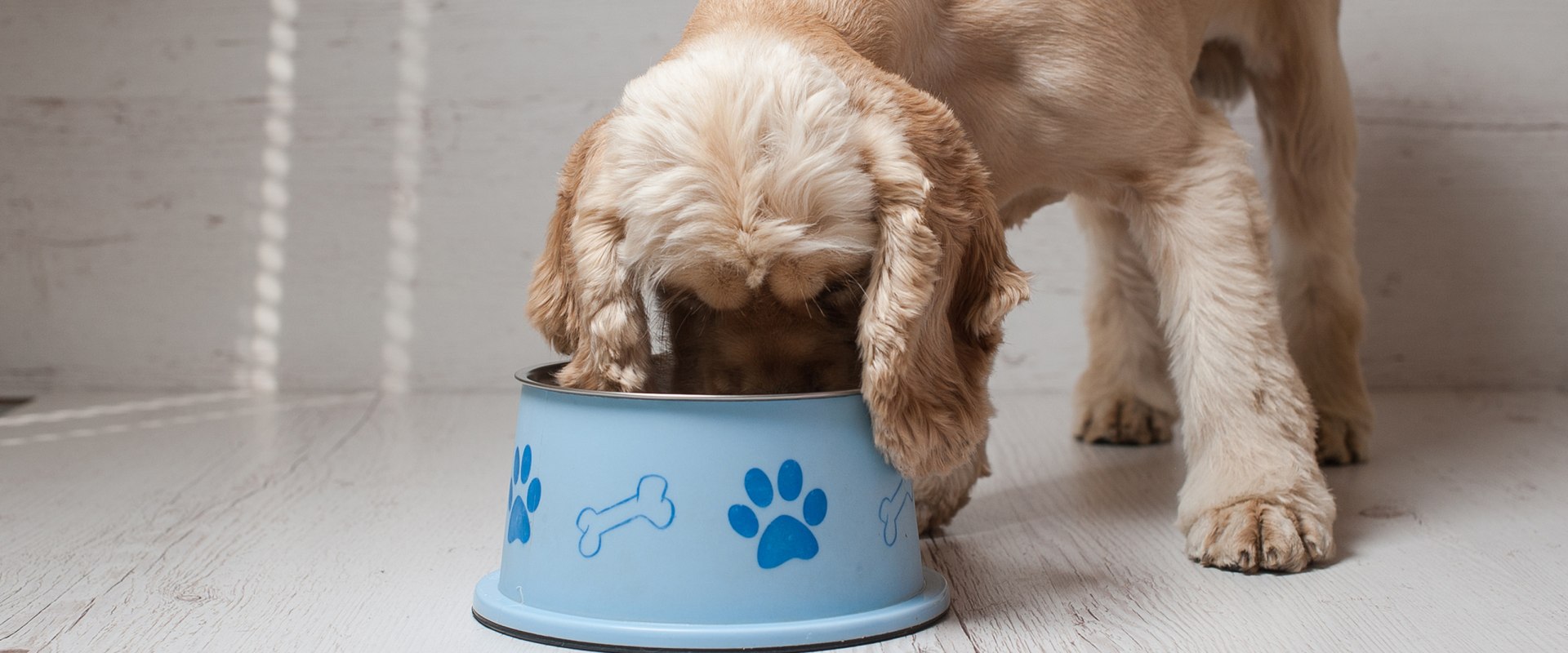 The Ultimate Guide to Pet Care: Feeding Your Pet - A Comprehensive Guide
