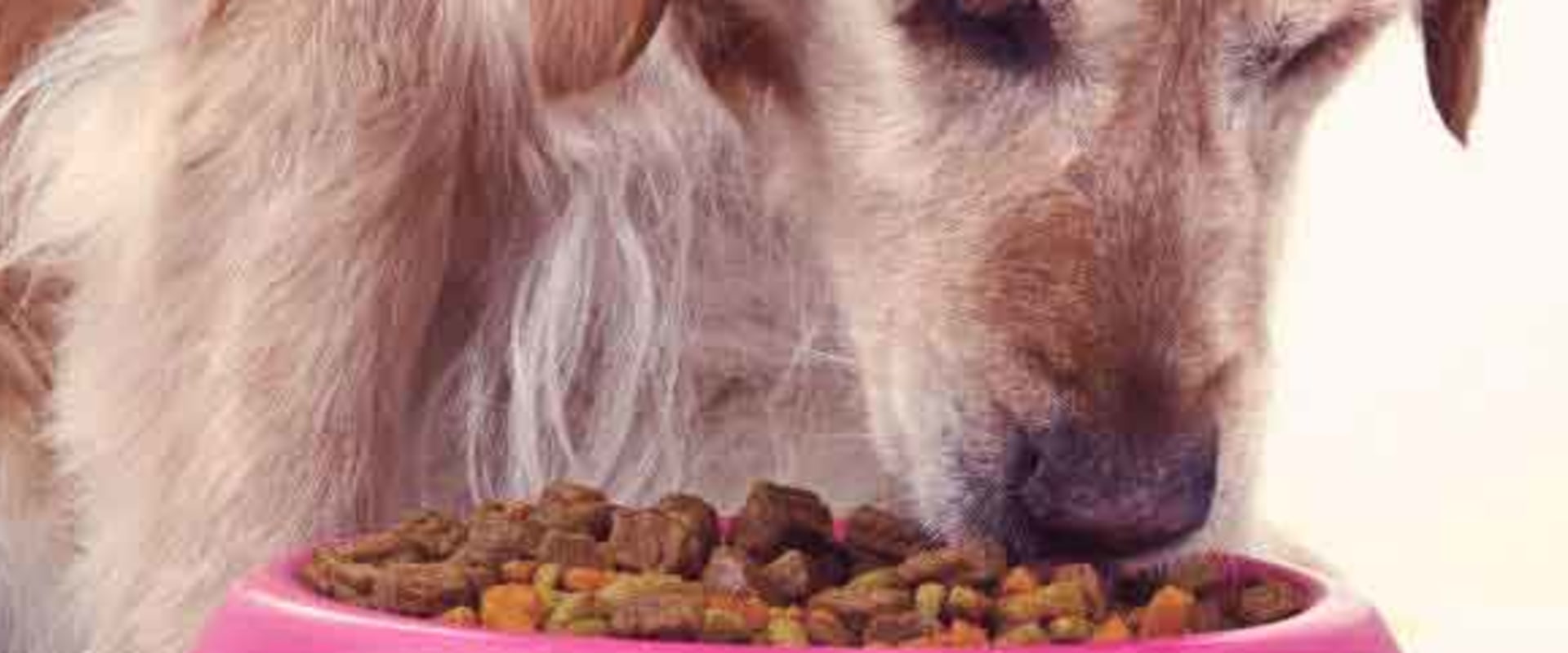 Is Your Pet Suffering from an Allergy or Sensitivity to Food?