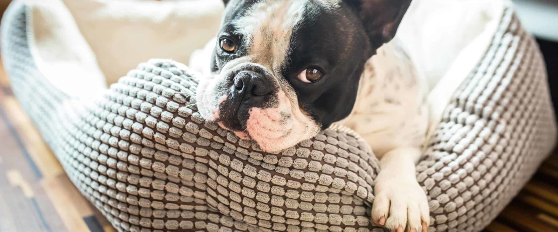 How to Tell if Your Pet Dog Needs More Sleep or Rest | Help your dogs get enough sleep
