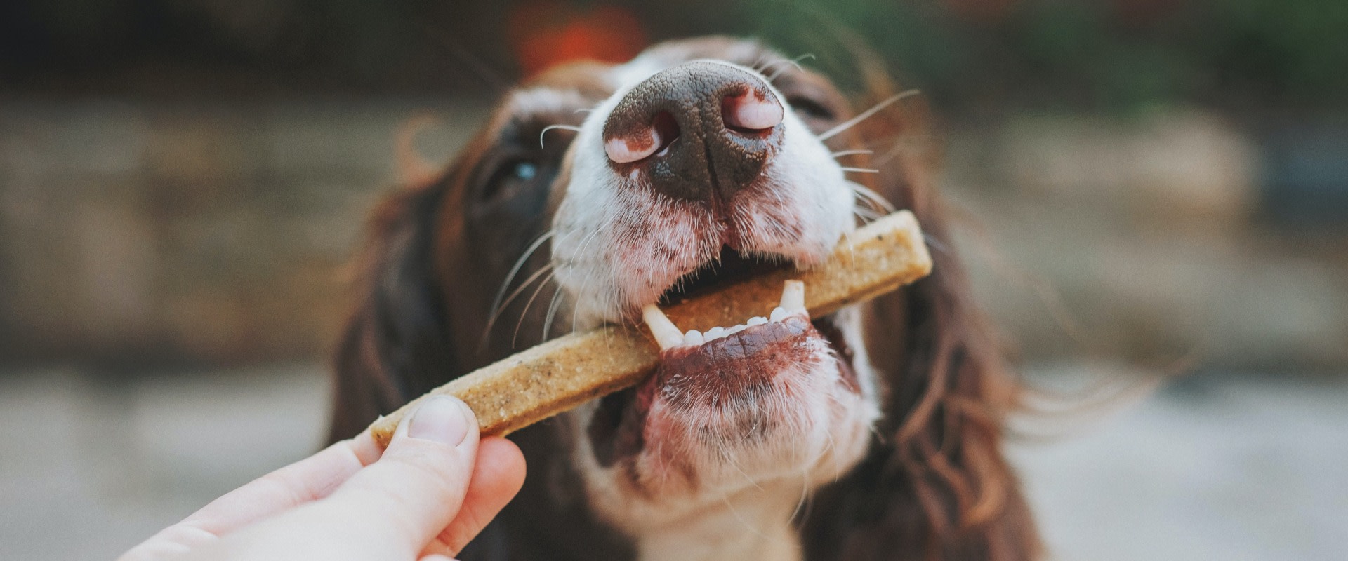 How Do You Make Dog Treats from Scratch? Homemade Dog Treat Recipes Your Pup Will Love