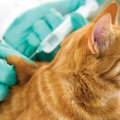 Comprehensive Guide to Pet Care: Vaccinations Your Pet Needs