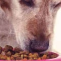 Is Your Pet Suffering from an Allergy or Sensitivity to Food?
