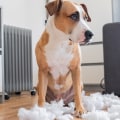 Understanding Pet Behavior Problems: What to Look Out For
