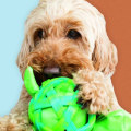 The Best Toys for Pet Care: A Guide to Pet Care and Stimulation