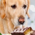 Caring for Your Pet: Foods to Avoid