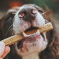How Do You Make Dog Treats from Scratch? Homemade Dog Treat Recipes Your Pup Will Love
