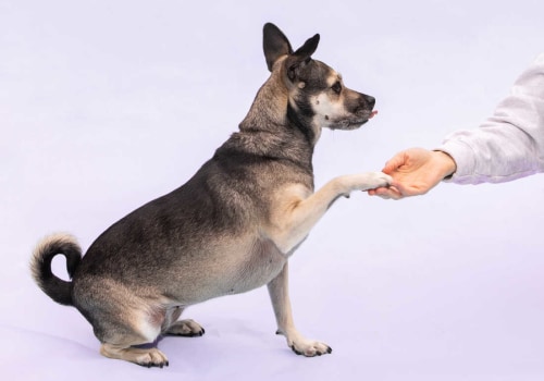 Train Your Pet to Obey Commands: Expert Tips for Successful Pet Care