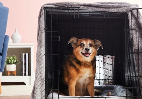 How to Create The Best Home Environment for Your Pet Dog: The guide to create a stress-free calm environment for your dog