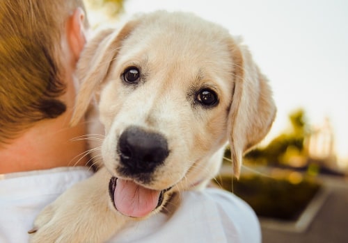 The Ultimate Guide to Pet Care: Feeding Your Pet - A Comprehensive Guide